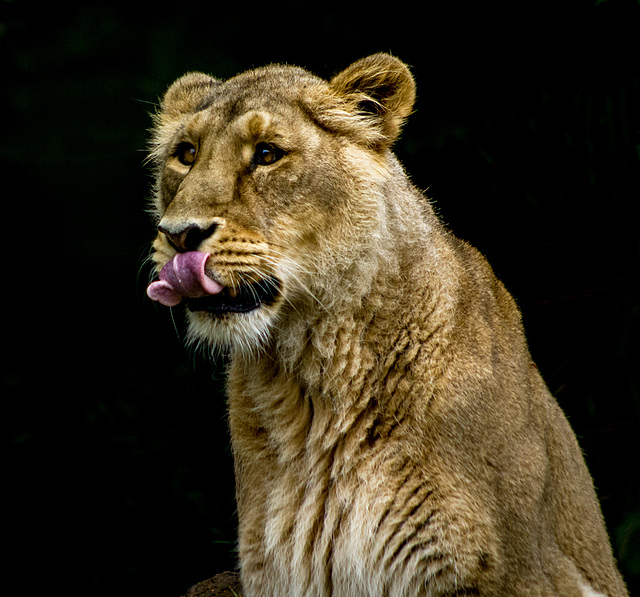 Lioness portrait22