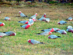 Gathering Of Galahs.