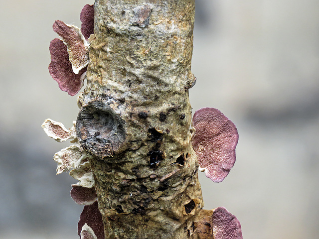 Fungi on a broken branch