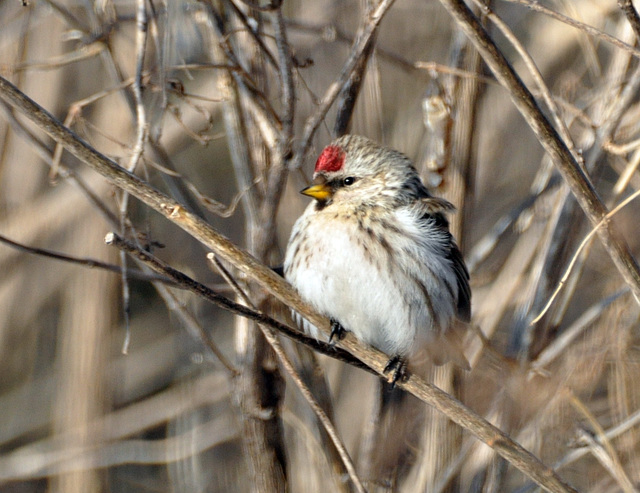 redpoll DSC 8711