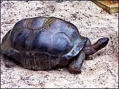 MAHE' :  le tartarughe giganti vivono bene nel Botanical Park !