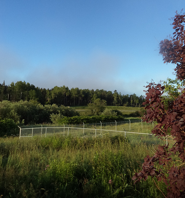 Clôture et végétation / Fence and vegetation