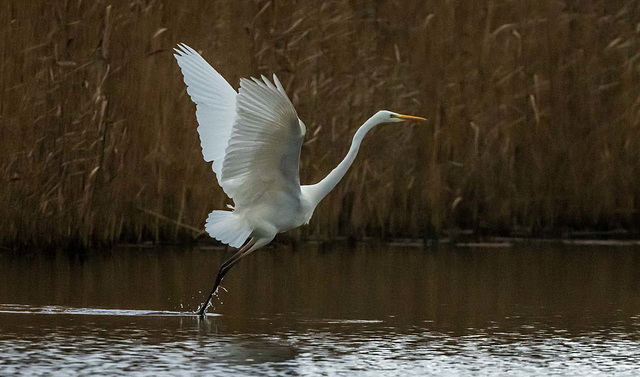 Great white egret