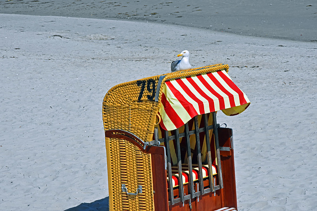 Die Möve auf dem Dach