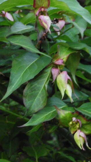 The lycesteria formosa is starting to sprout flowers