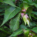 The lycesteria formosa is starting to sprout flowers