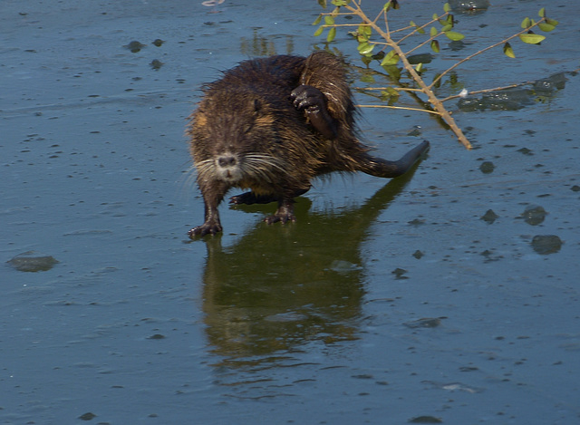 ...pas facile,le patin à glace !