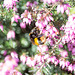 Vestal Cuckoo Bee -DSB 2737