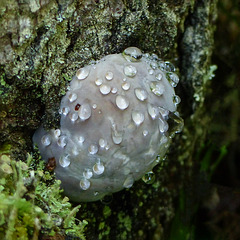 Fungus, Rusty Bucket Ranch bio-blitz