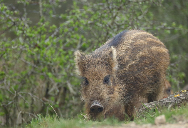 petit cochon de laie