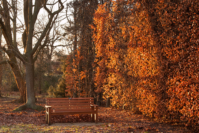 Sunset at the Botanics