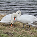 Schwäne am Weiher