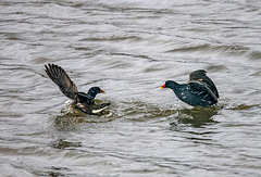 Moorhens