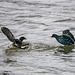 Moorhens