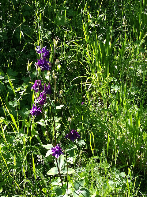 02.06.2019 -Die Gemeine Akelei oder Gewöhnliche Akelei (Aquilegia vulgaris), auch Wald-Akelei genannt, ist eine Pflanzenart aus der Gattung der Akeleien (Aquilegia) innerhalb der Familie der Hahnenfuß