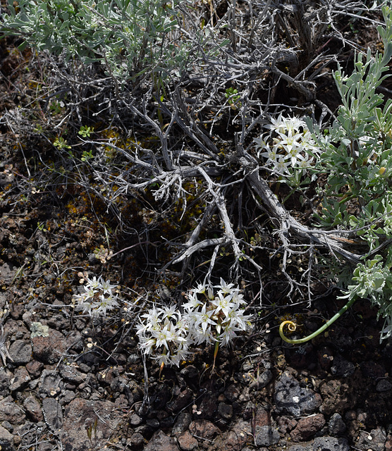 Wildflowers amoung the sage