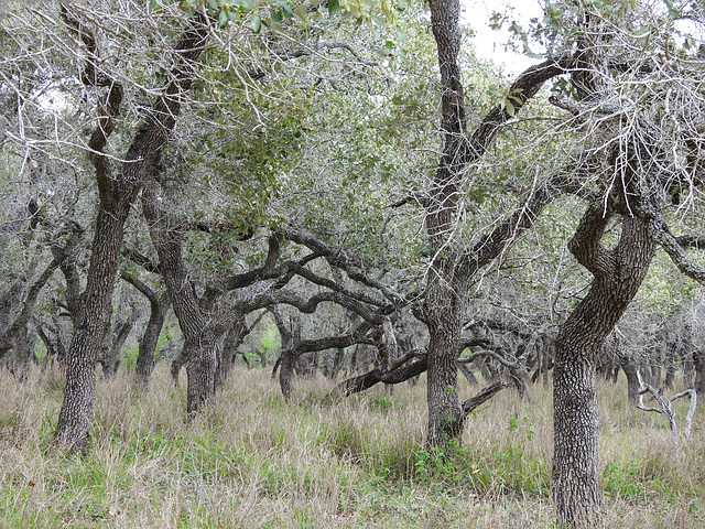 Day 5, King Ranch, Norias Division, South Texas