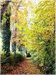 Automne dans le chemin..............avec note