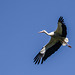 cigogne blanche - parc des oiseaux Villars les Dombes