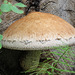 Pholiota destruens fungus on cut end of a log