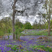 Coombe wood   /   May 2021