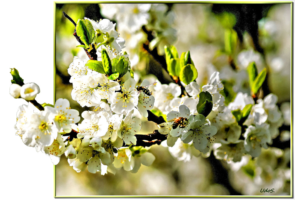 Cherry blossoms... ©UdoSm