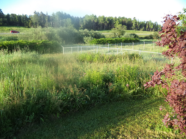 Fence and vegetation / Clôture et végétation