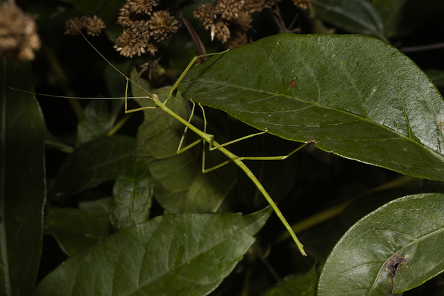 IMG 2350 Phasmid-2