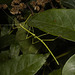 IMG 2350 Phasmid-2