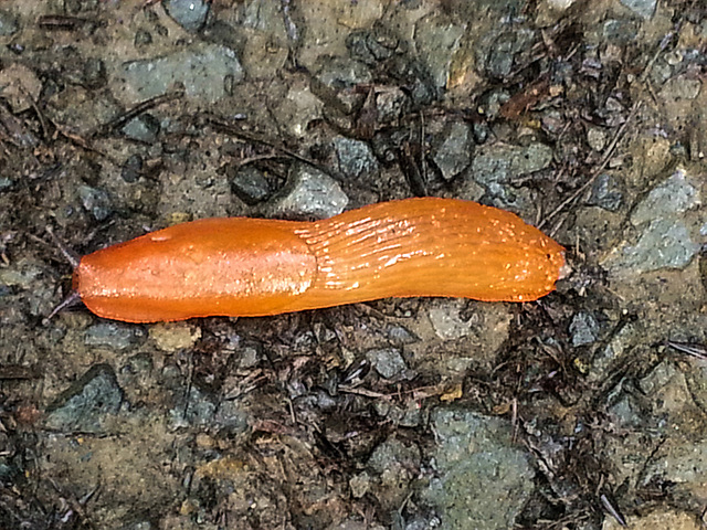 20140903 030Hw [D~SHG] Rote Wegschnecke, Wesergebirge, Rinteln