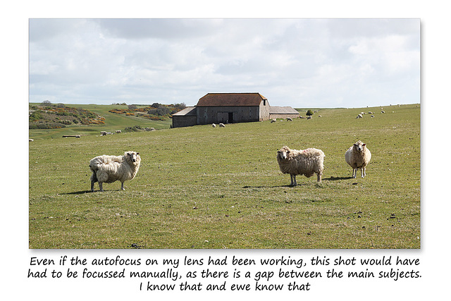 Manually focussed sheep - East Dean - Sussex - 30.4.2015