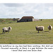 Manually focussed sheep - East Dean - Sussex - 30.4.2015