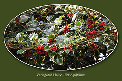 Variegated Holly with berries - East Blatchington - 22.9.2015