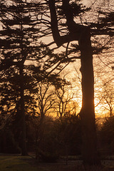 Sunset at the Botanics