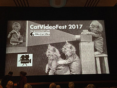 Cat Video Fest 2017