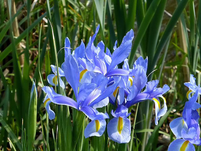 Blue Iris flower - East Blatchington Pond - 19.4.2017