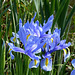 Blue Iris flower - East Blatchington Pond - 19.4.2017