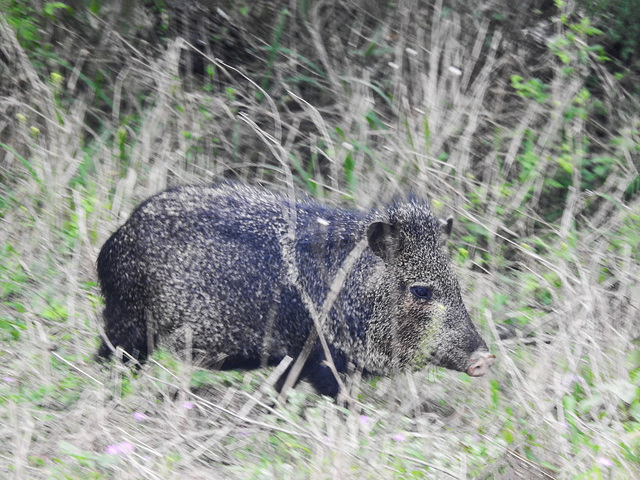 Day 5, Javelina / Collared Peccary, King Ranch, Norias Division