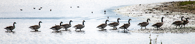 Canada geese