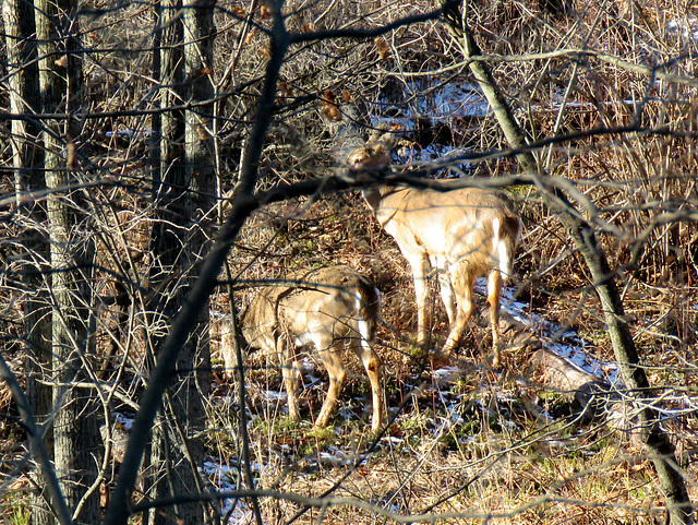 White-tailed Deer at the nature center today