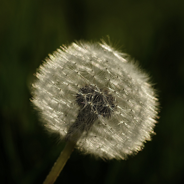 Taraxacum officinale