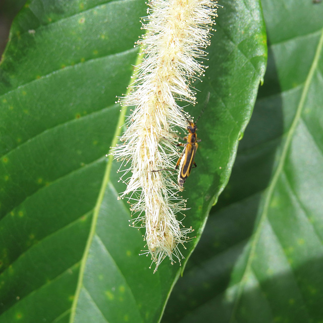 Insects on chestnut flowers