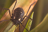 IMG 5400Harvestman