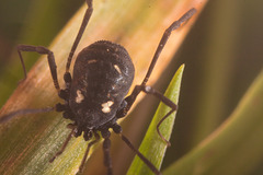 IMG 5400Harvestman