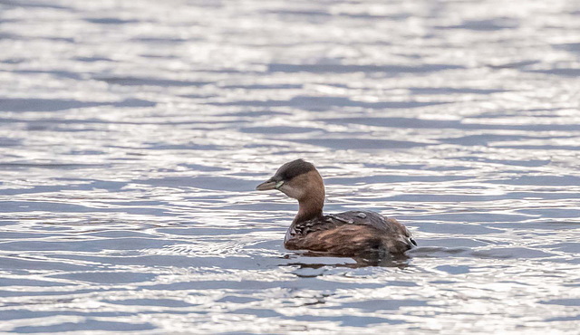 Little grebe