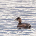 Little grebe