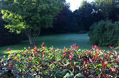 Tôt le matin au jardin