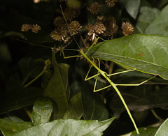 IMG 2349 Phasmid