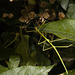 IMG 2349 Phasmid