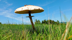 Macrolepiota procera
